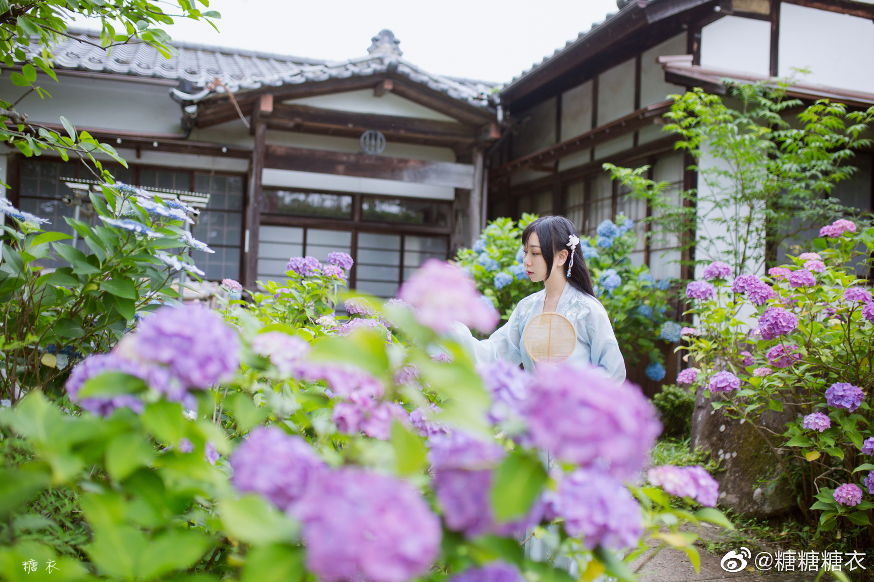 上一个夏天在日本的紫阳花游记我整理好啦