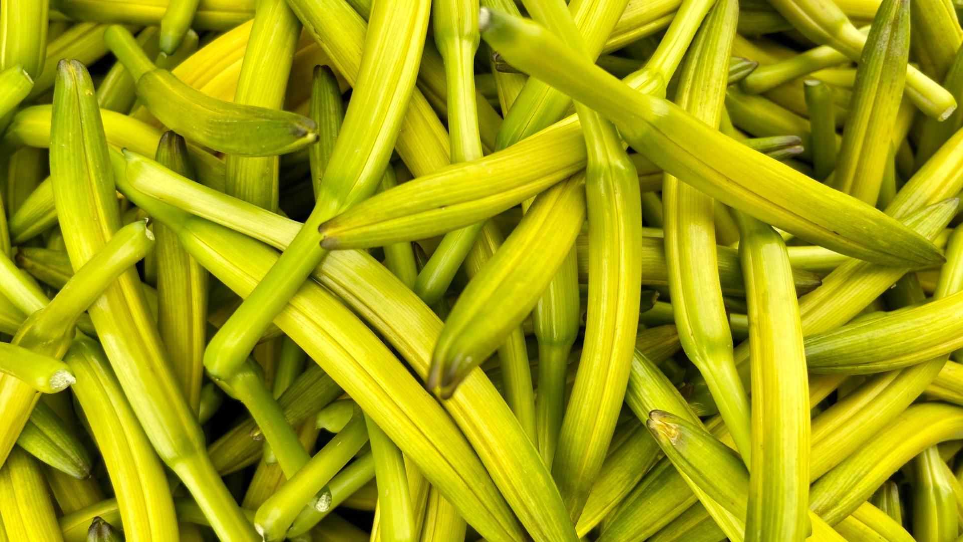 黄河岸边乡村振兴故事:"黄花"开"黄金"来