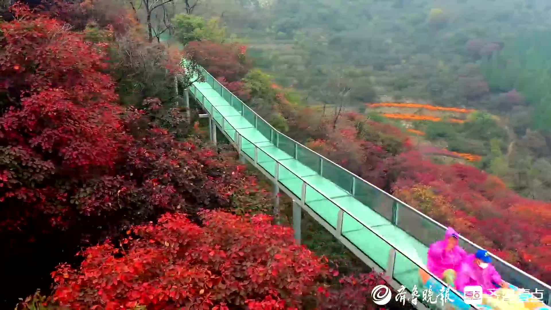 壹点视频丨柿岩红了红枫寄相思博山红叶柿岩迎来最美之季