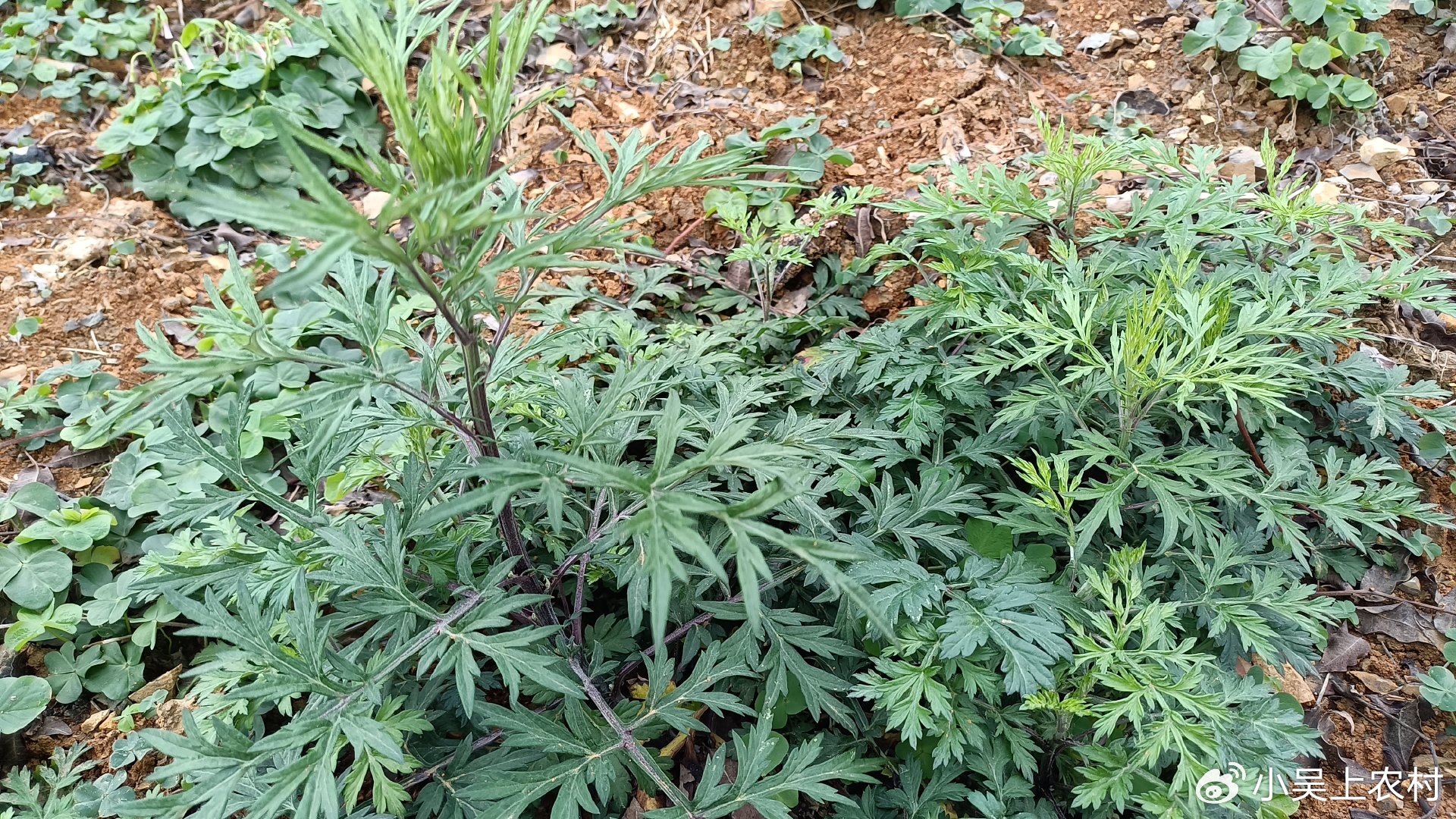 五月艾又名野艾蒿,白蒿,田间常见害草,却有5大用途,个个实用