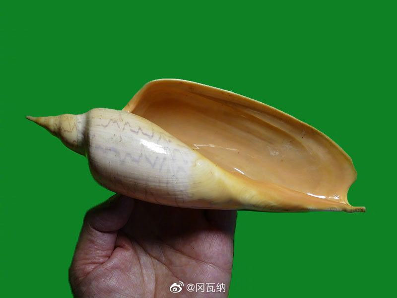 这个星期我自己觉得特别快,又是周五.每个周末都有场的贝壳拍卖