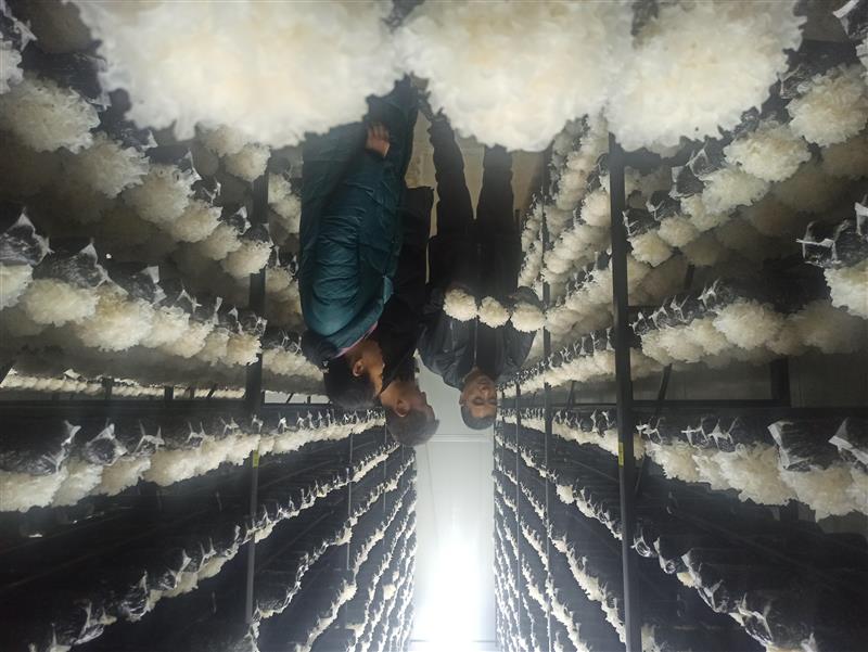 西峡袋料银耳长势旺