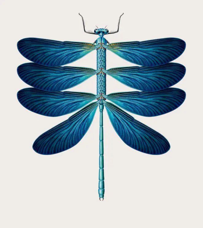 他把各种动植物混合在一起,拼成复古风插图,创意十足|插图|艺术家