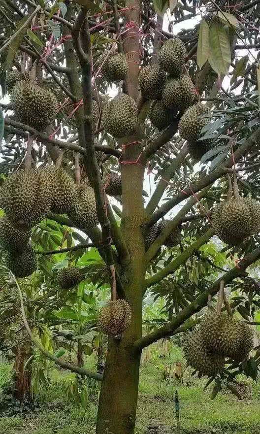 6种植物不按套路生长?你吃的水果,就是这么长出来的!