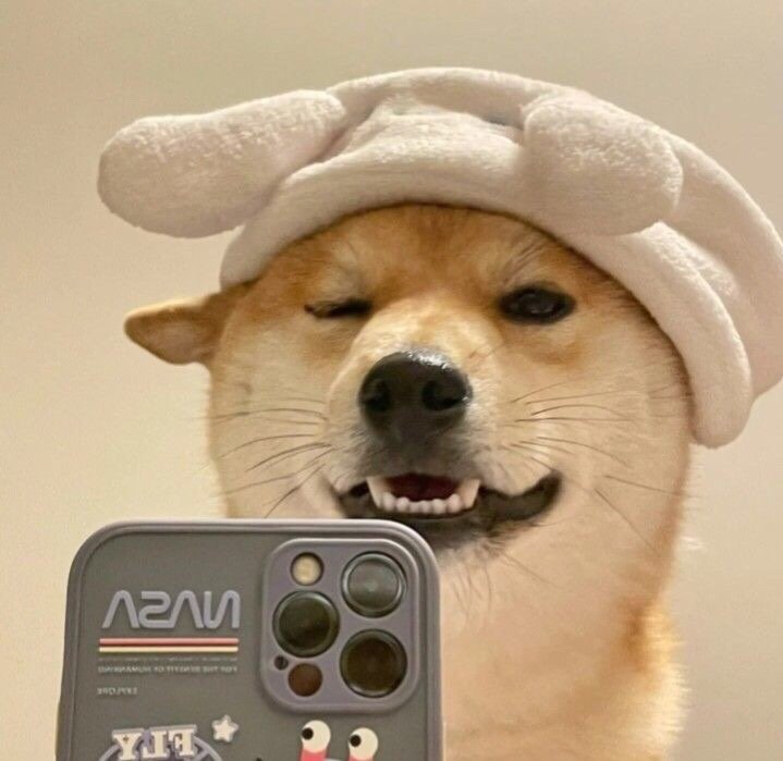 柴犬自拍头像_高清图集_新浪网