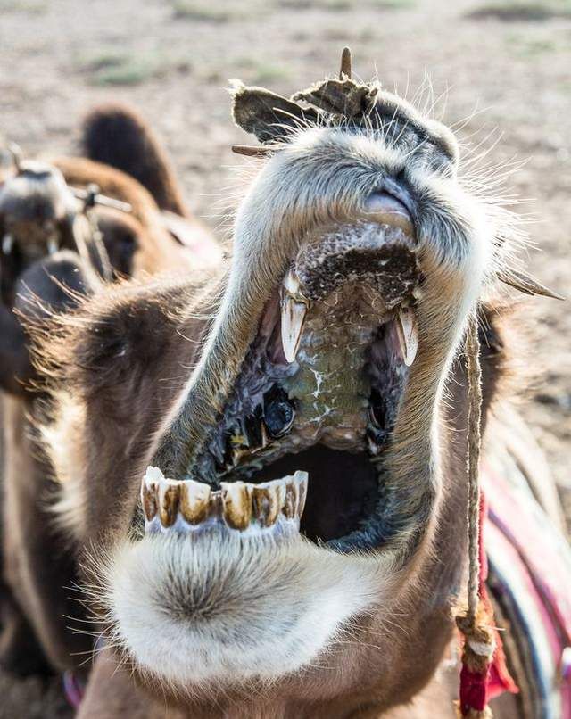 骆驼牙齿照片图片