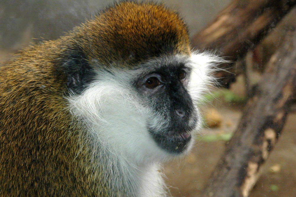 猴子价格飙涨20倍！多家药企疯狂“囤猴”，全中国存量仅3万只休闲区蓝鸢梦想 - Www.slyday.coM