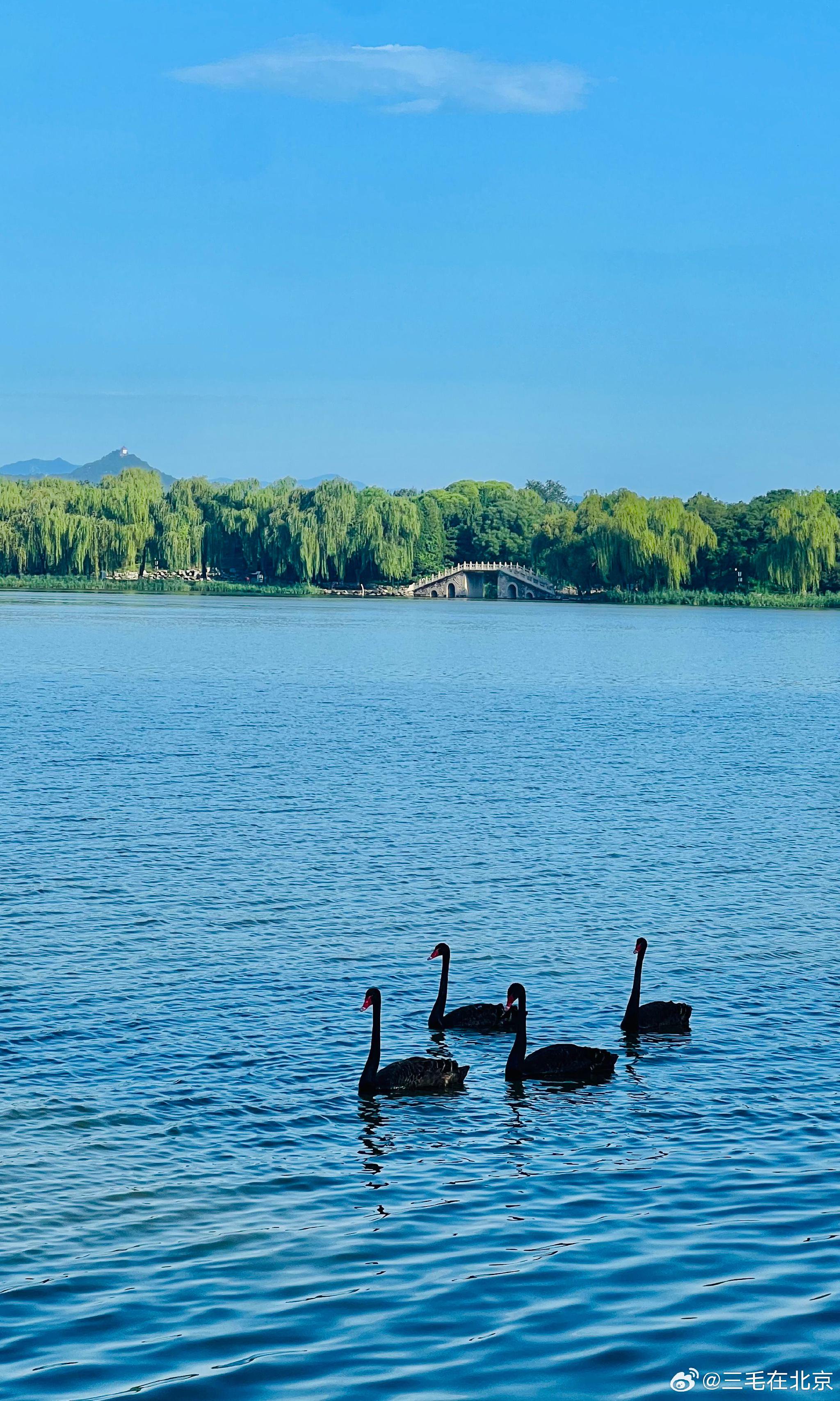 北京圆明园福海天鹅湖美景摄影