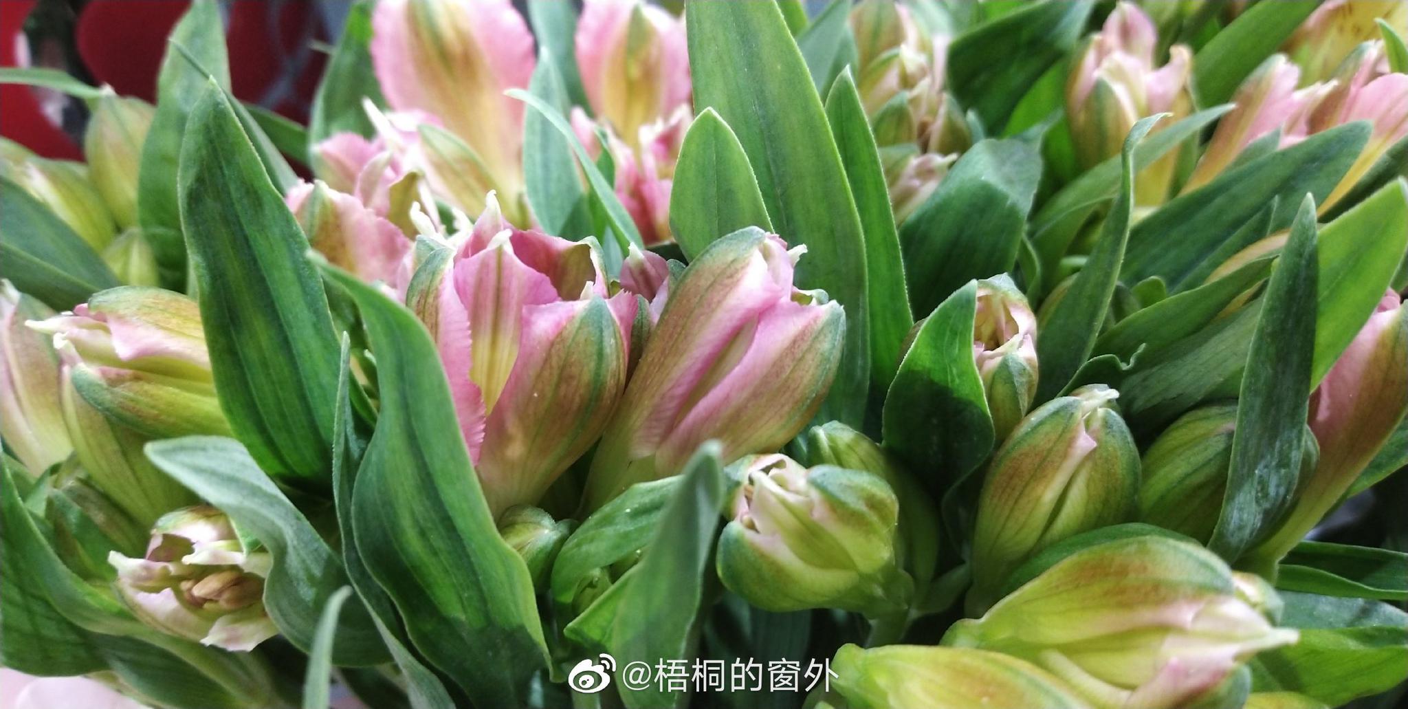 秀秀与三个男人的情感风波