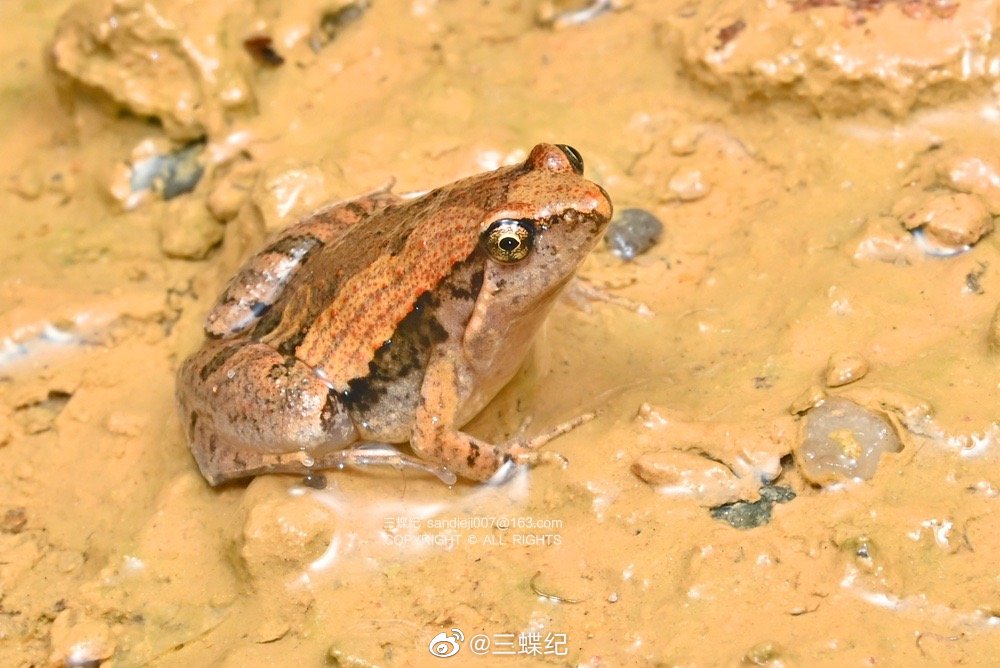 前两月连续下雨,土路上积的小水潭就能养活一大群饰纹姬蛙