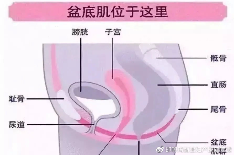 产后康复科盆底肌是有记忆的恢复要找准时机