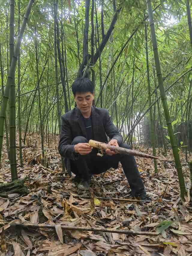 贵州桐梓县楚米镇:3万余亩方竹笋喜获丰收