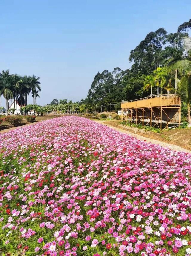 肇庆绝美“冬装”惊艳上线！错过了，就得再等一年……休闲区蓝鸢梦想 - Www.slyday.coM