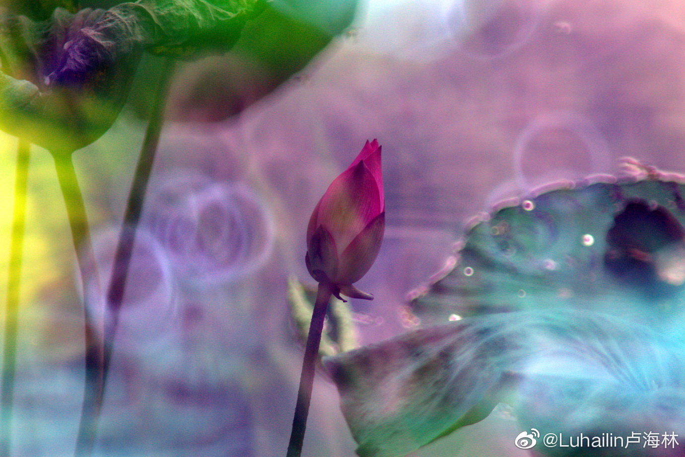 午后 独自一人在荷塘静静发呆 寻觅梦中的油画色彩