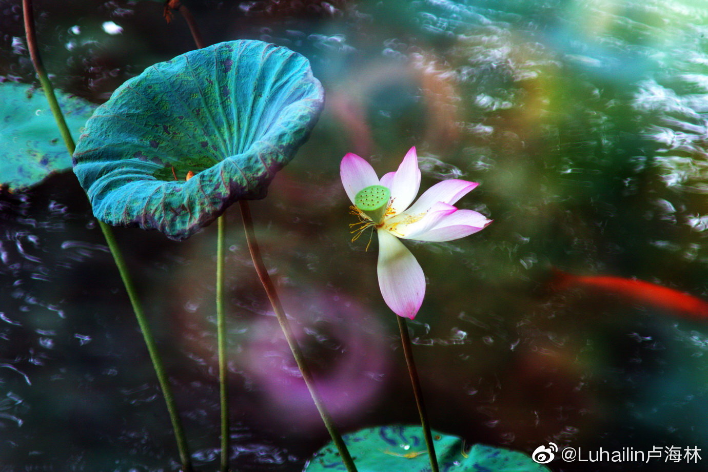 午后 独自一人在荷塘静静发呆 寻觅梦中的油画色彩