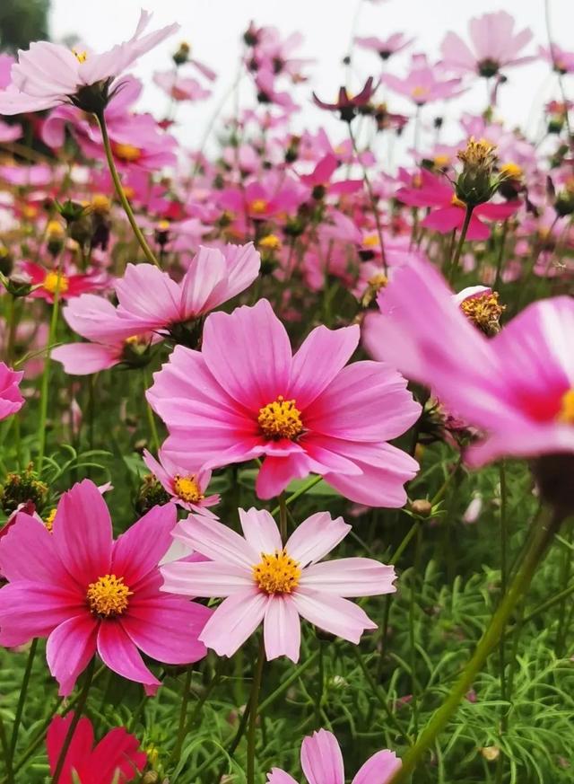 肇庆绝美“冬装”惊艳上线！错过了，就得再等一年……休闲区蓝鸢梦想 - Www.slyday.coM