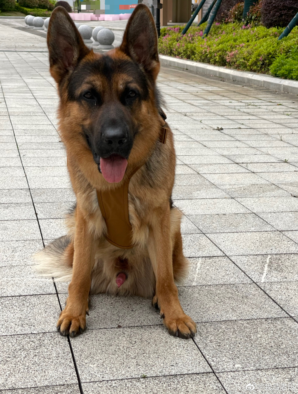 听说德牧是最适合戴胸背的犬种之一