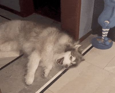 狗子睡着突然狂叫,四肢僵硬表情扭曲,一顿检查后……医生笑哭了