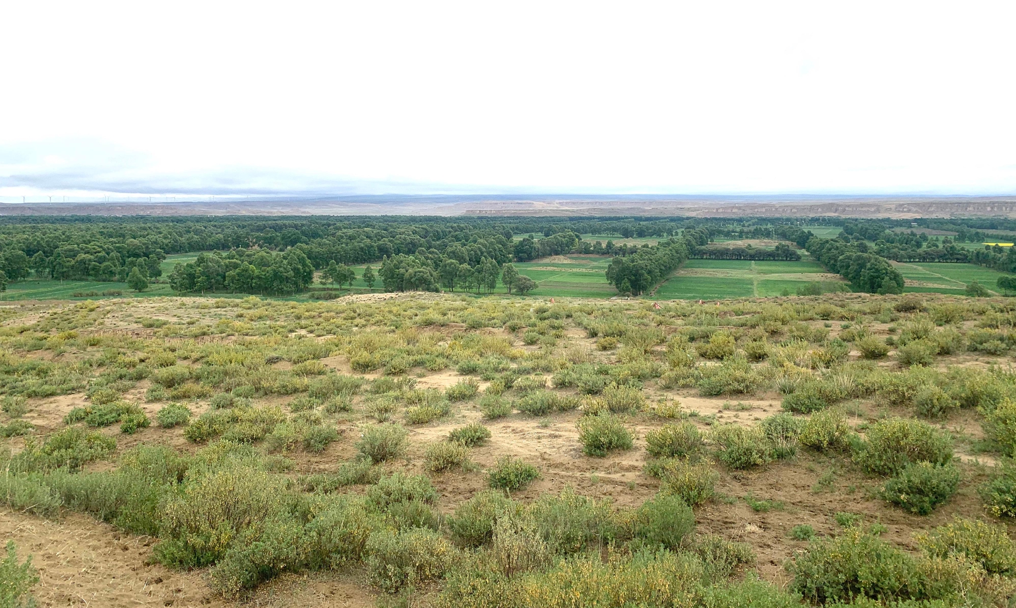 青海:"十三五"末草原综合植被覆盖度达57.
