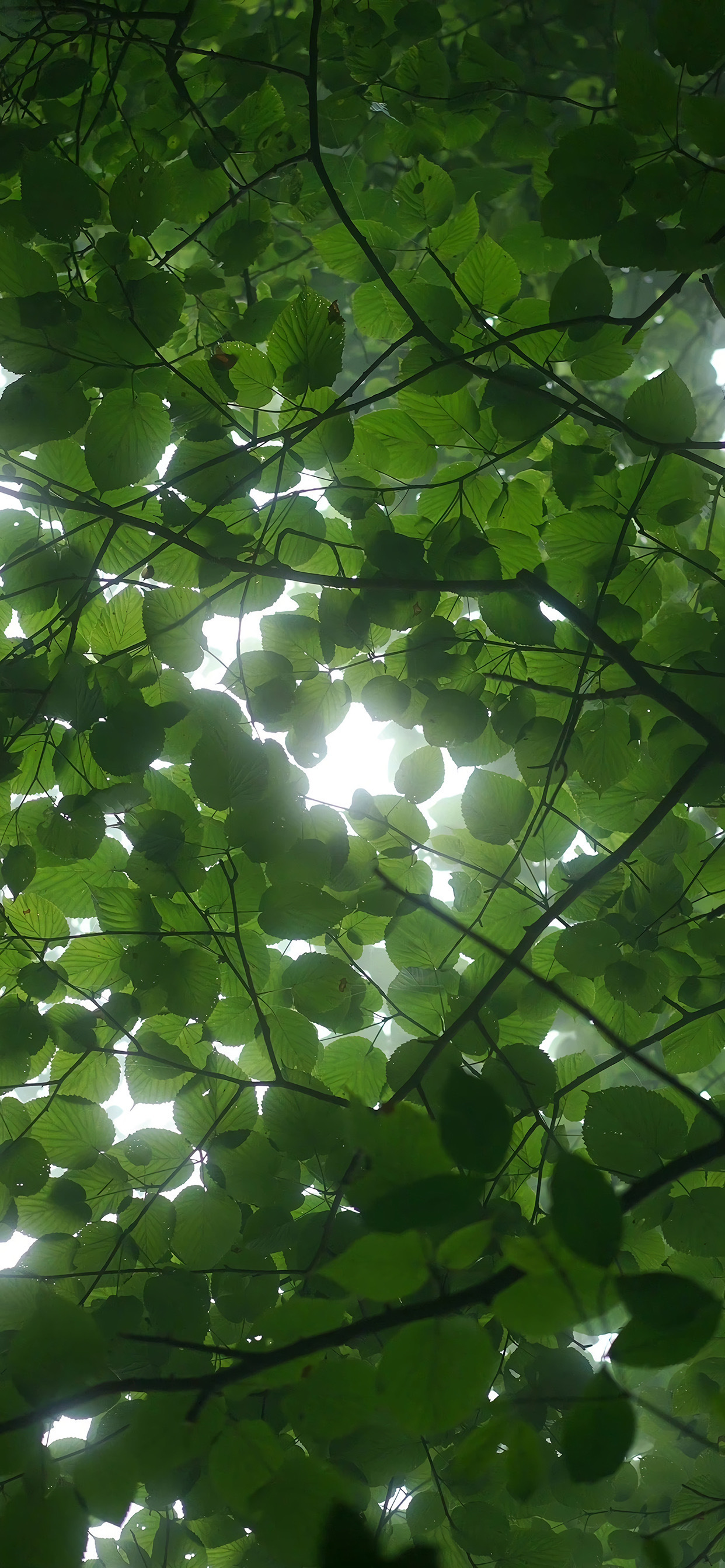 绿色系壁纸真的好喜欢啊