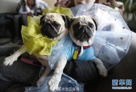 10月1日起 浙江的狗狗可以免费打狂犬病疫苗啦休闲区蓝鸢梦想 - Www.slyday.coM