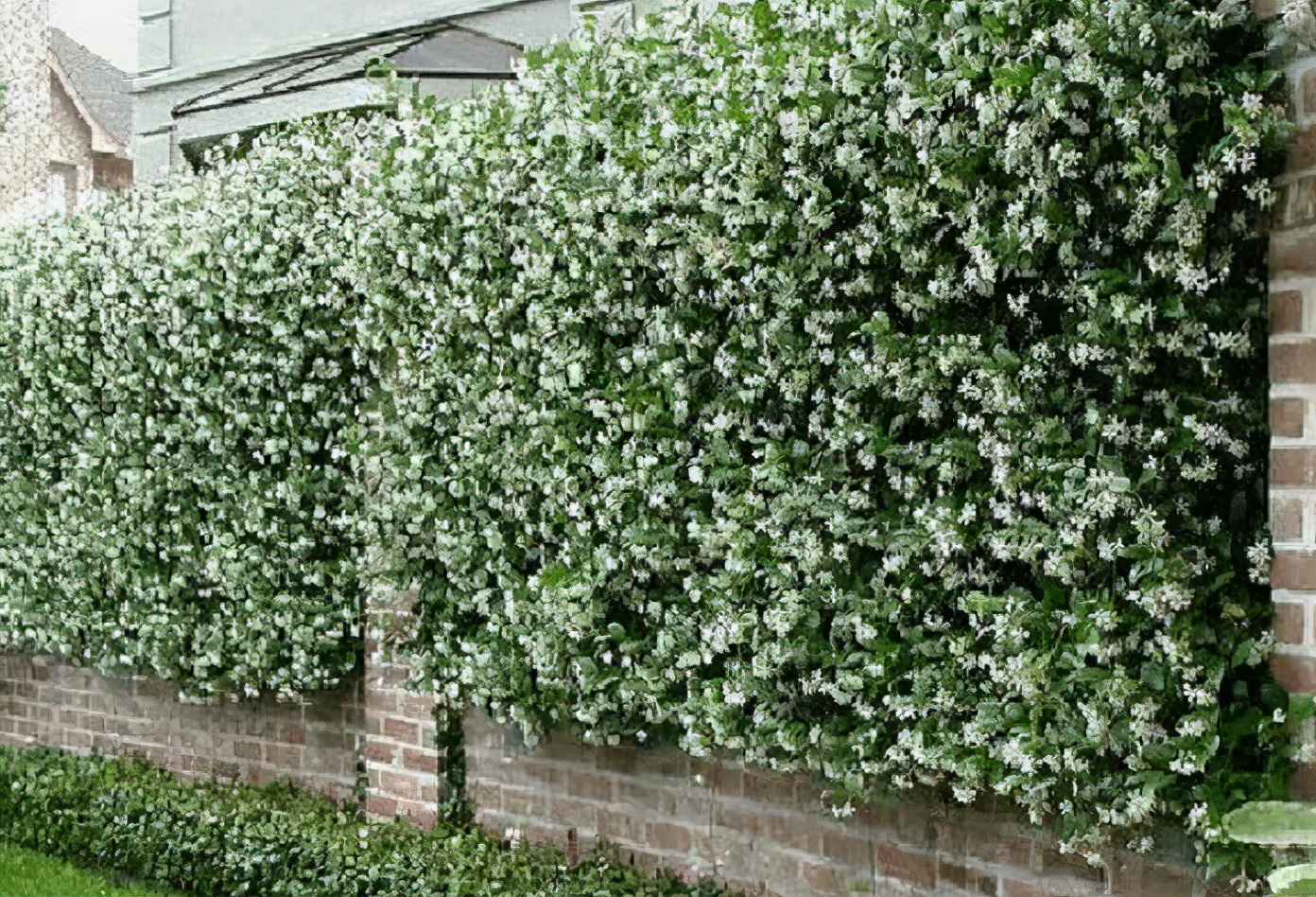 想自己培育一面花墙这些品种你值得拥有长势快能快速养成