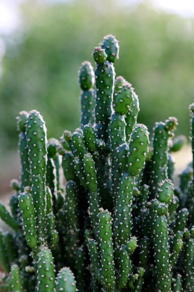 多肉中的摇钱树姬珊瑚这么养活力无限青春永驻