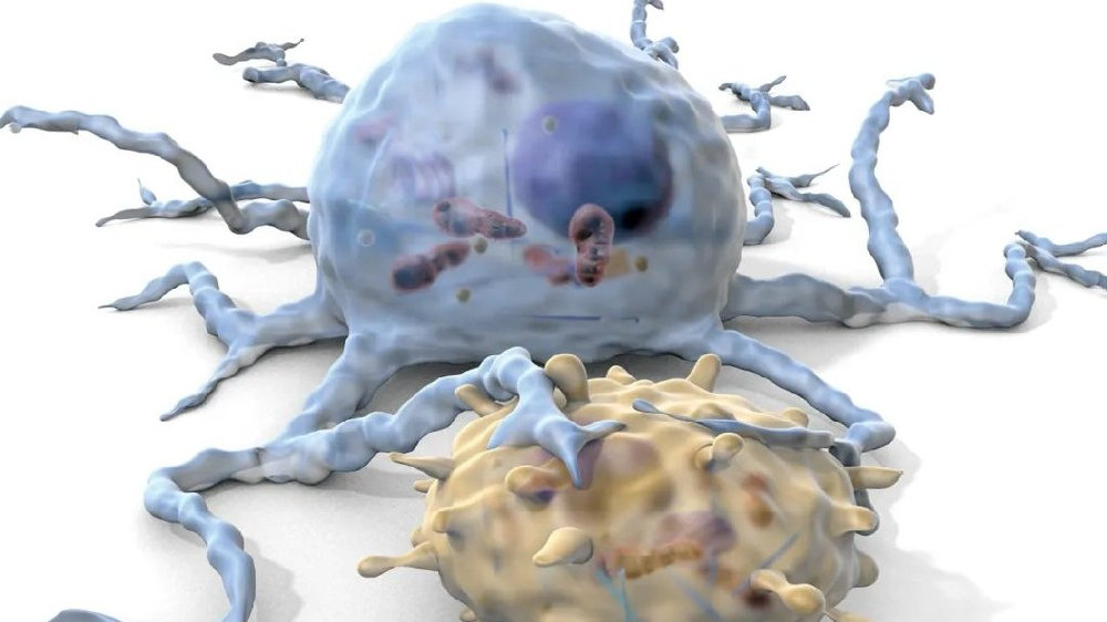 脾脏具有哪些结构?它在人体免疫系统中扮演着何种角色?|脾脏|红髓|淋巴_新浪新闻