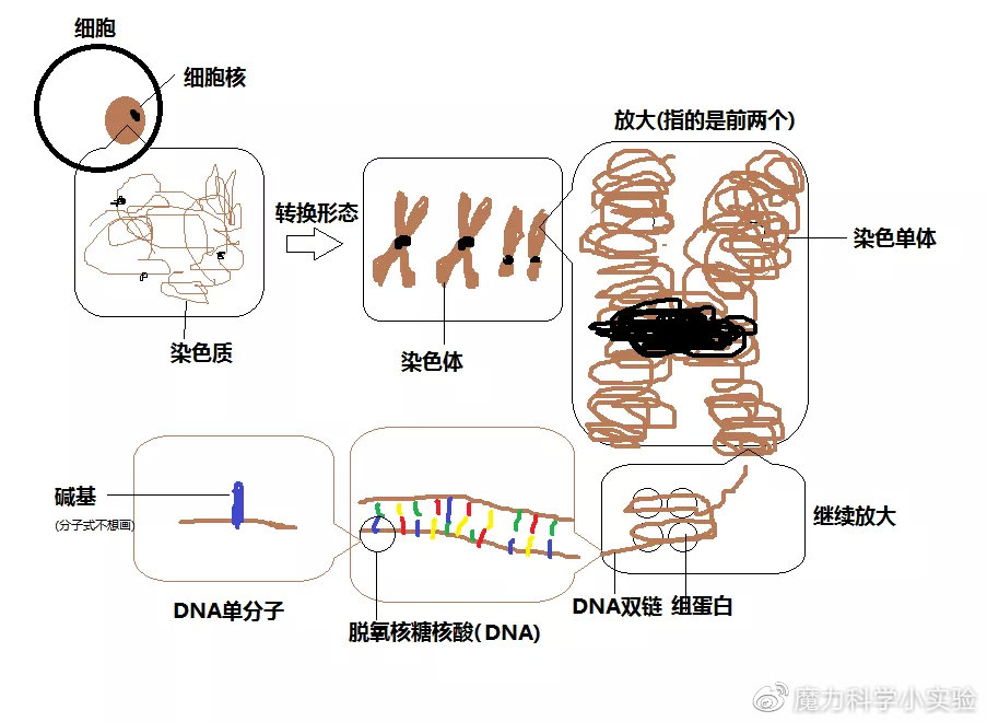 细胞、细胞核、DNA、染色体傻傻分不清?一张图搞明白|DNA|细胞核|生物_新浪新闻