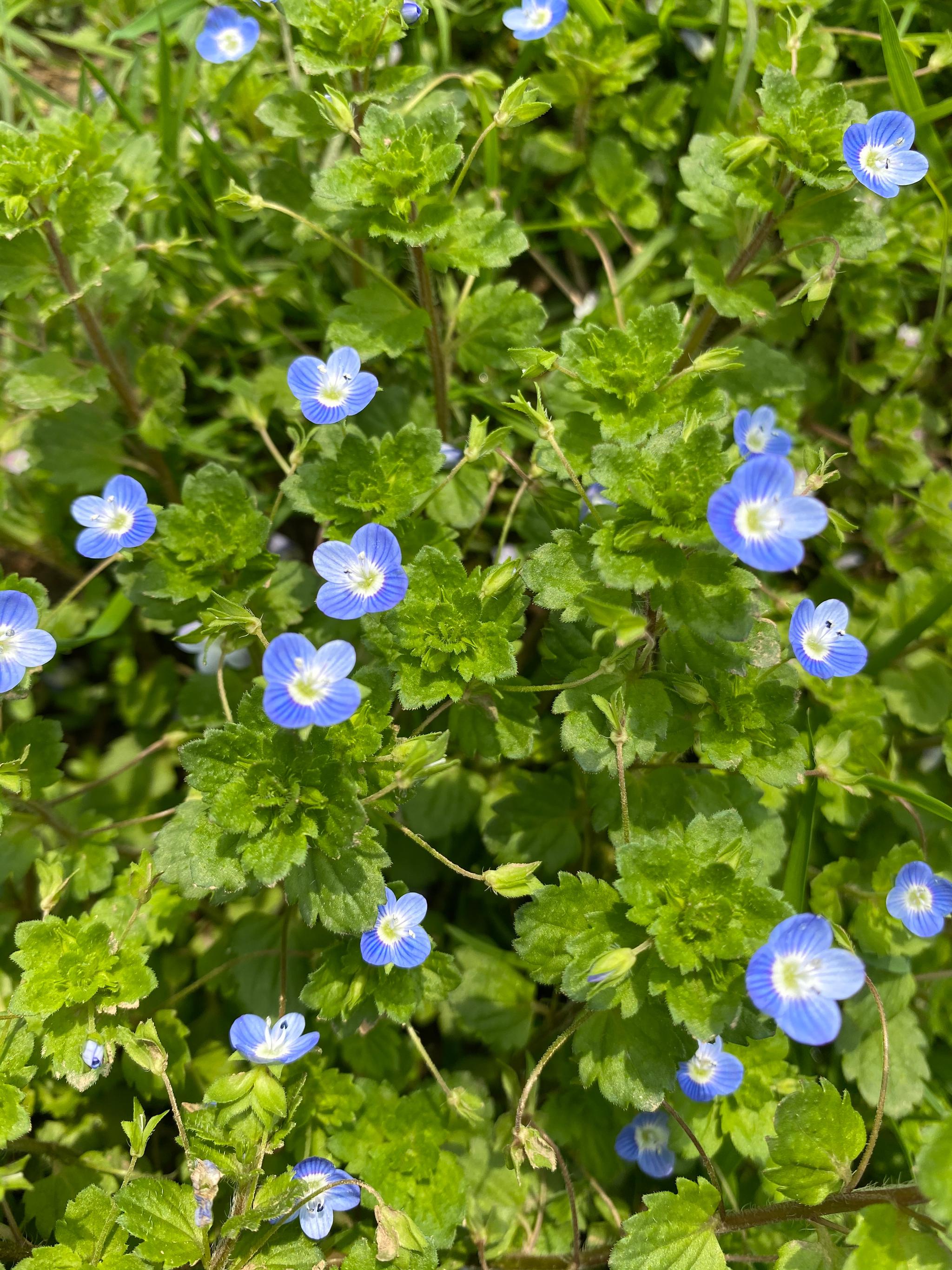 我家菜地里开的小野花,拿手机拍了几张_高清图集_新浪网