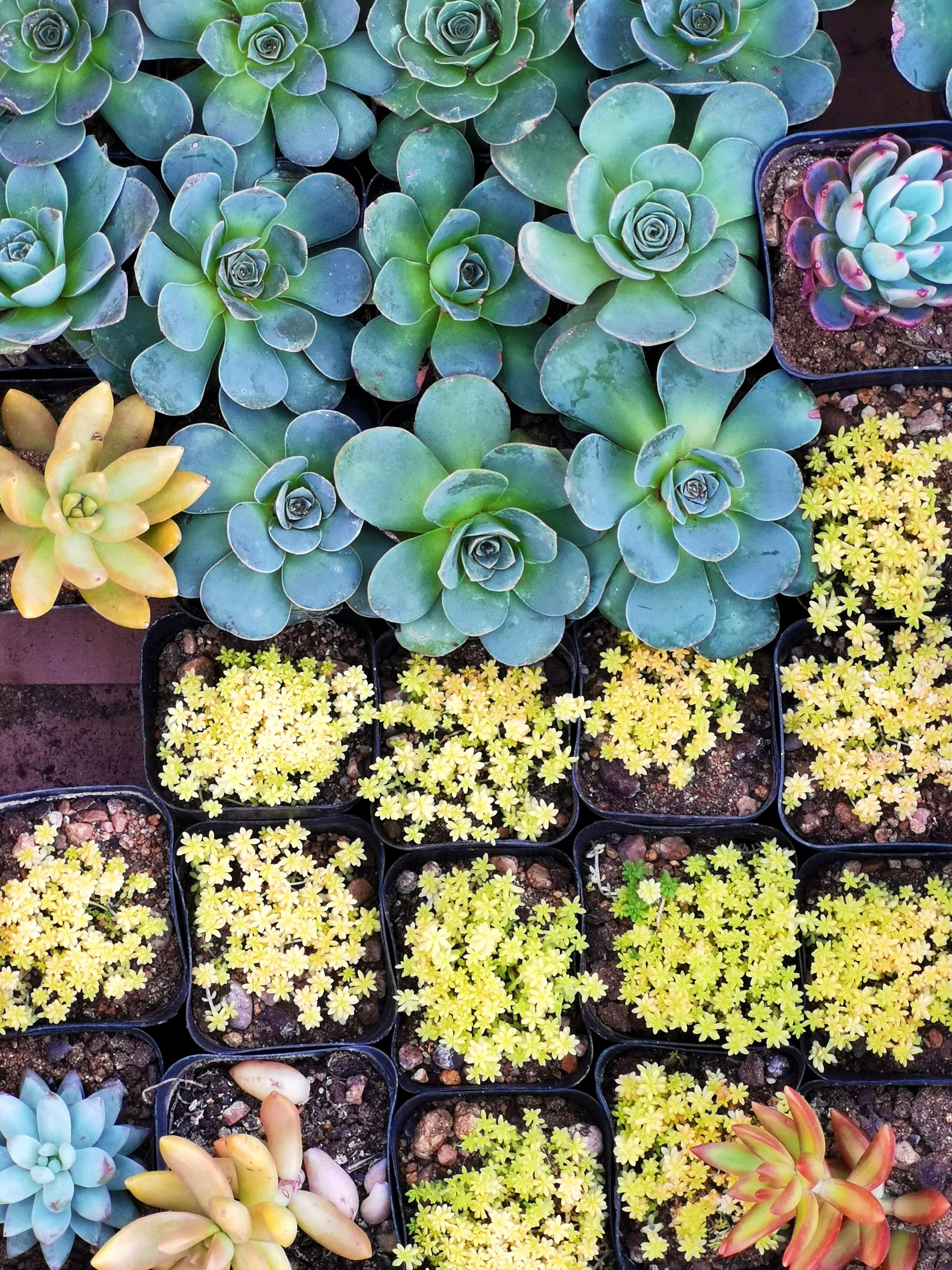 春天里各种各样的多肉植物,原创拍摄