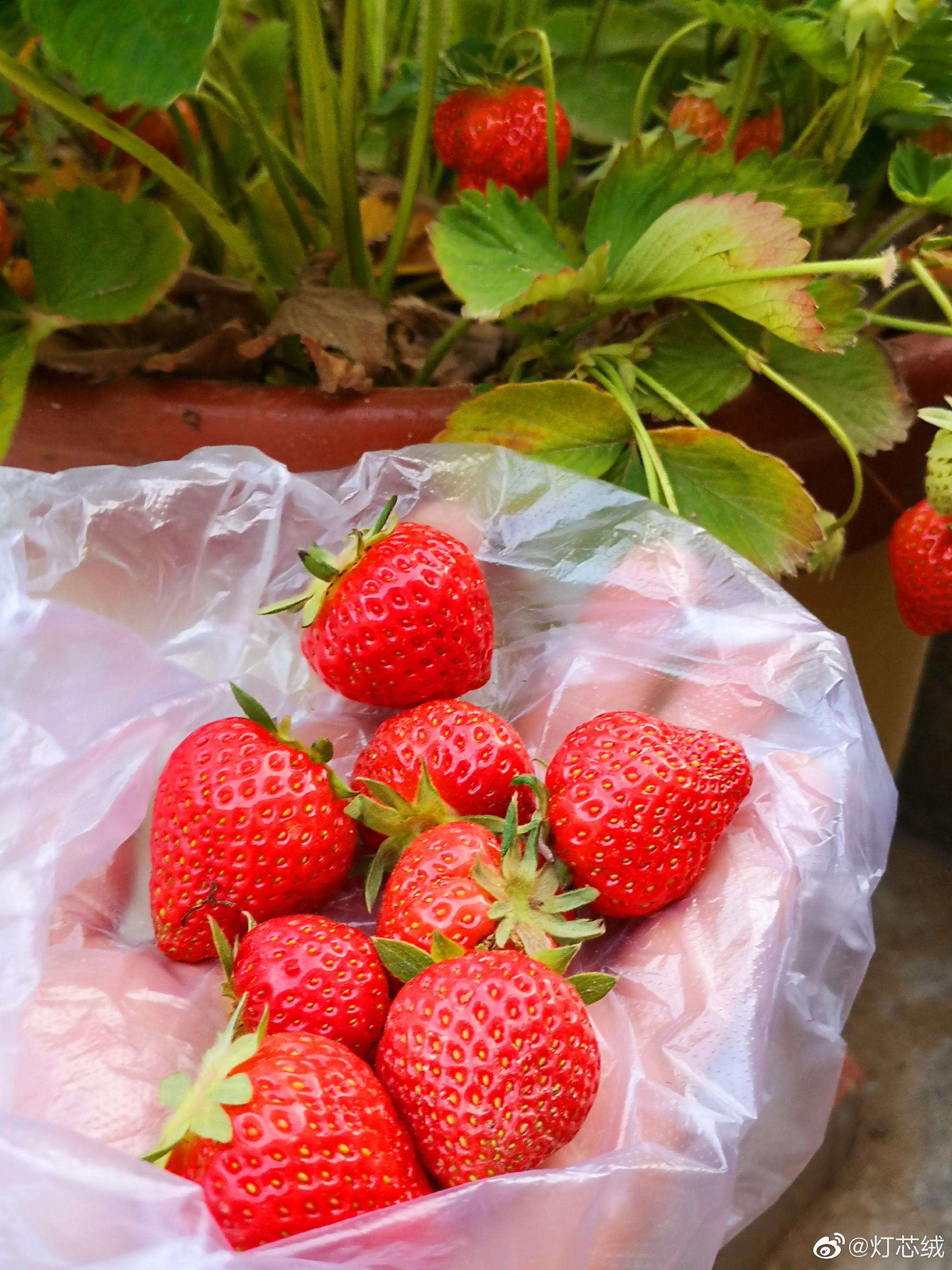 今年第一次采摘院里的草莓,八颗,刚尝了,酸,微甜