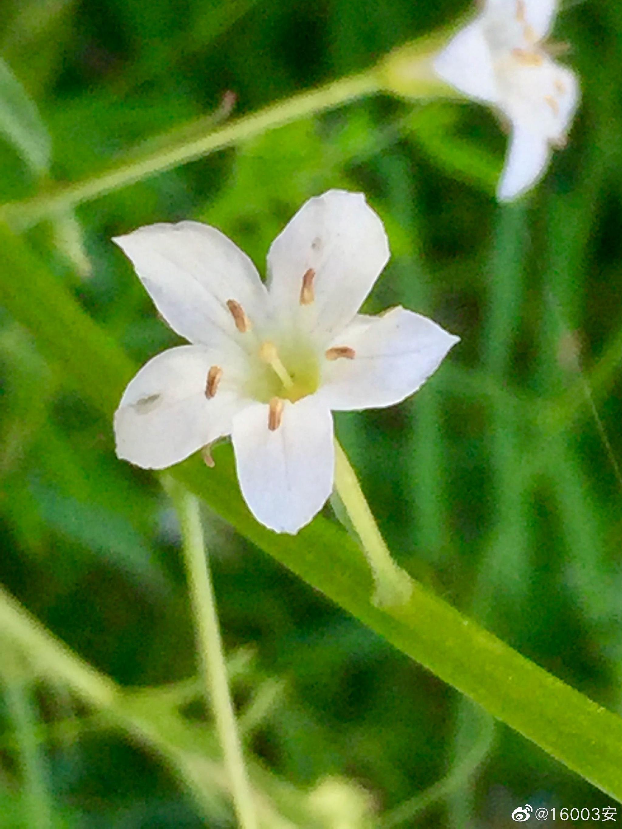 泽珍珠菜,又名星宿花……__财经头条