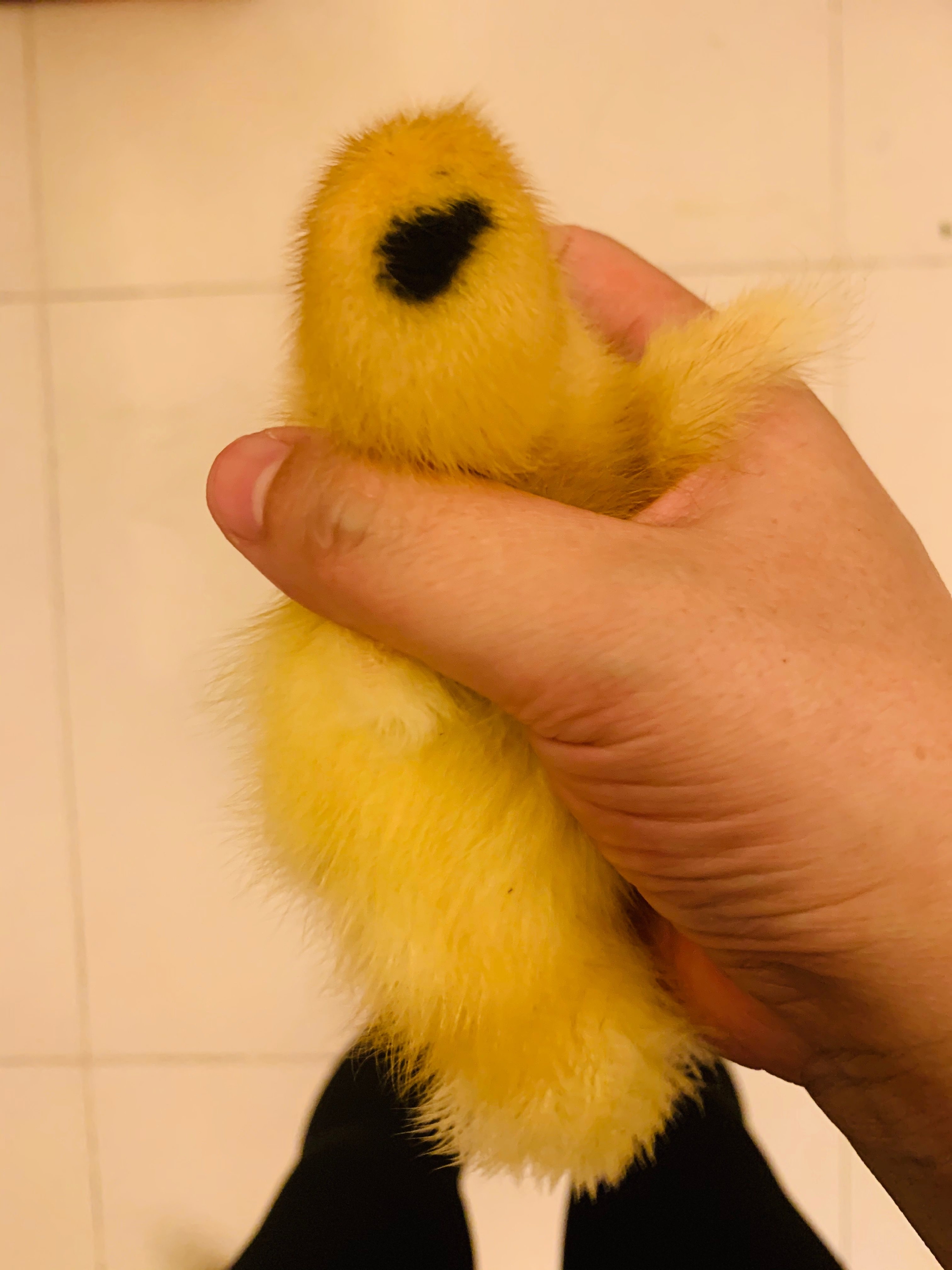 这只鸭子长得有点特别啊,头顶一撮黑毛……_高清图集_新浪网