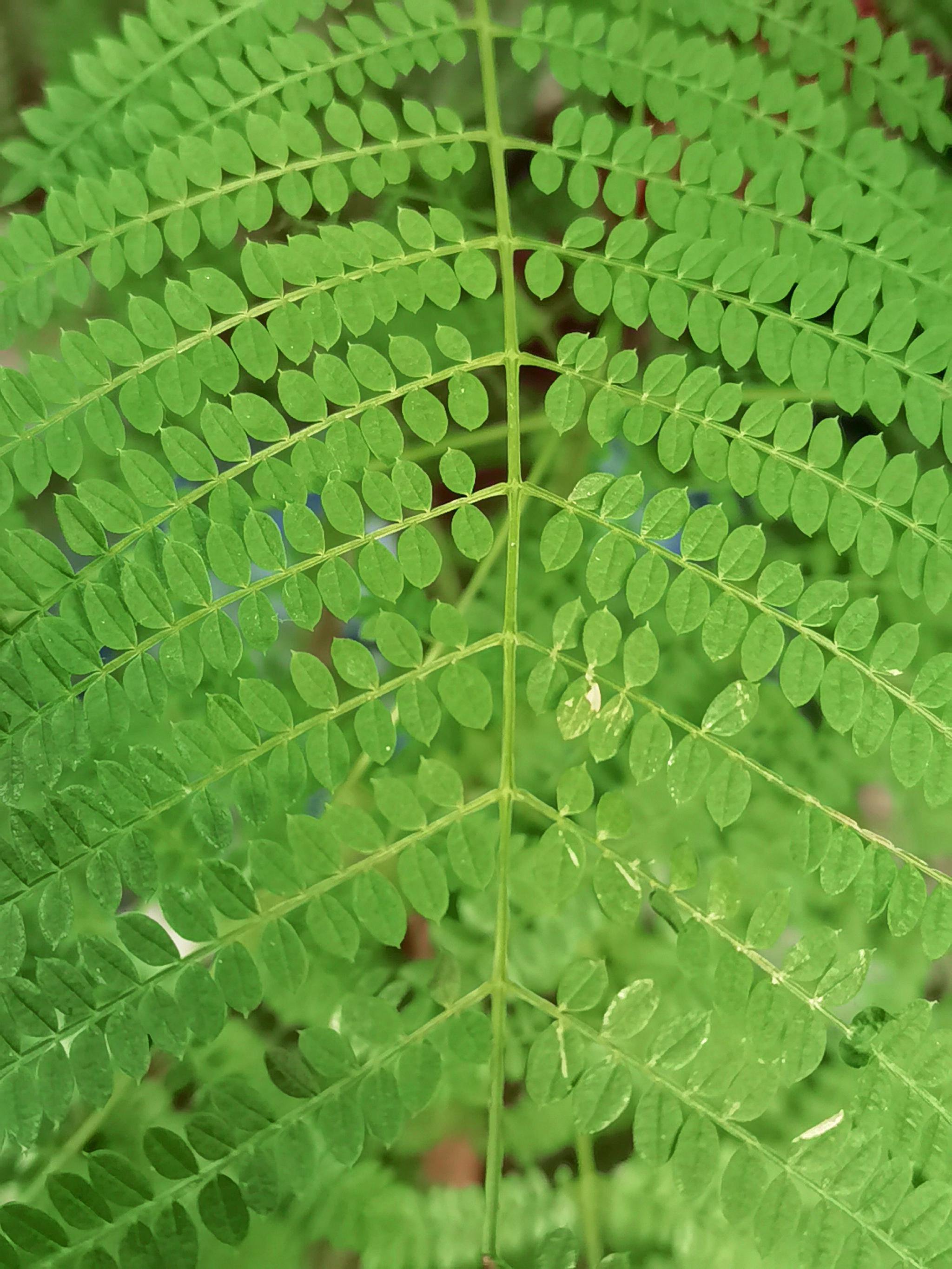 蓝花楹叶子也很美