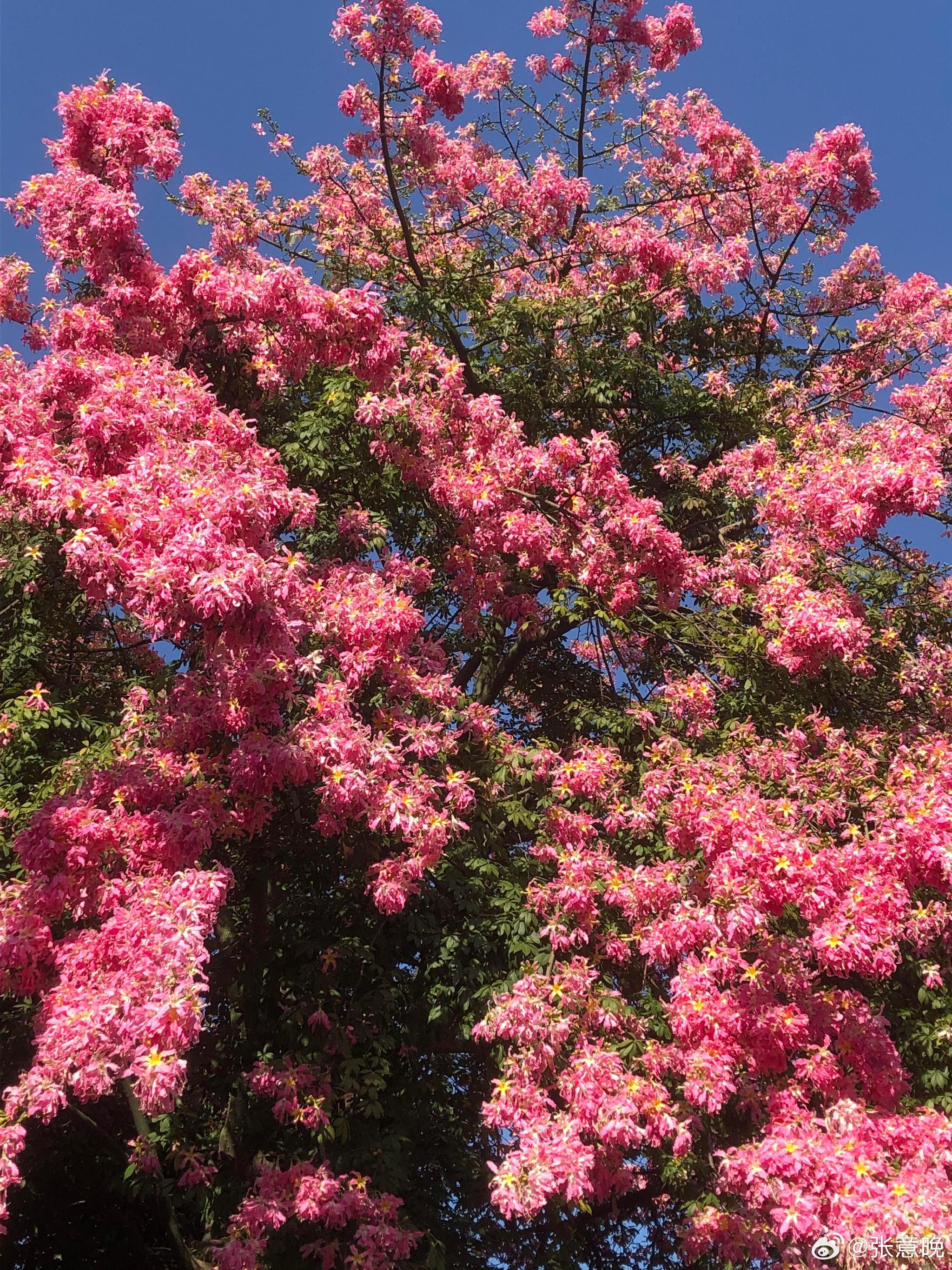 广州的异木棉美绝啦