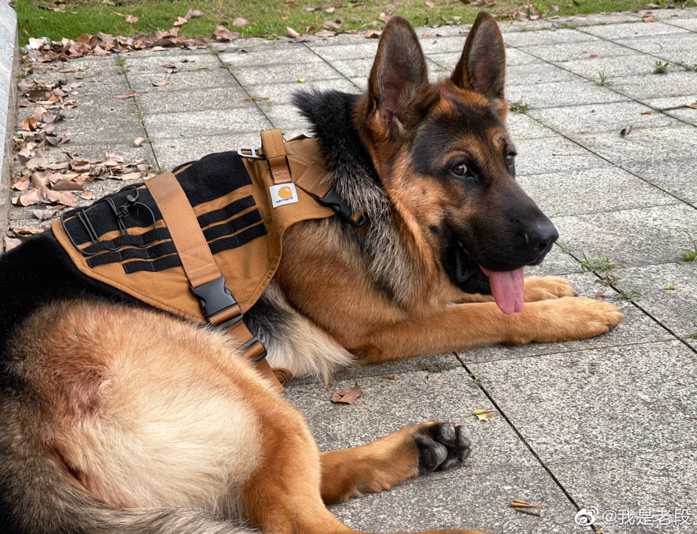 听说德牧是最适合戴胸背的犬种之一