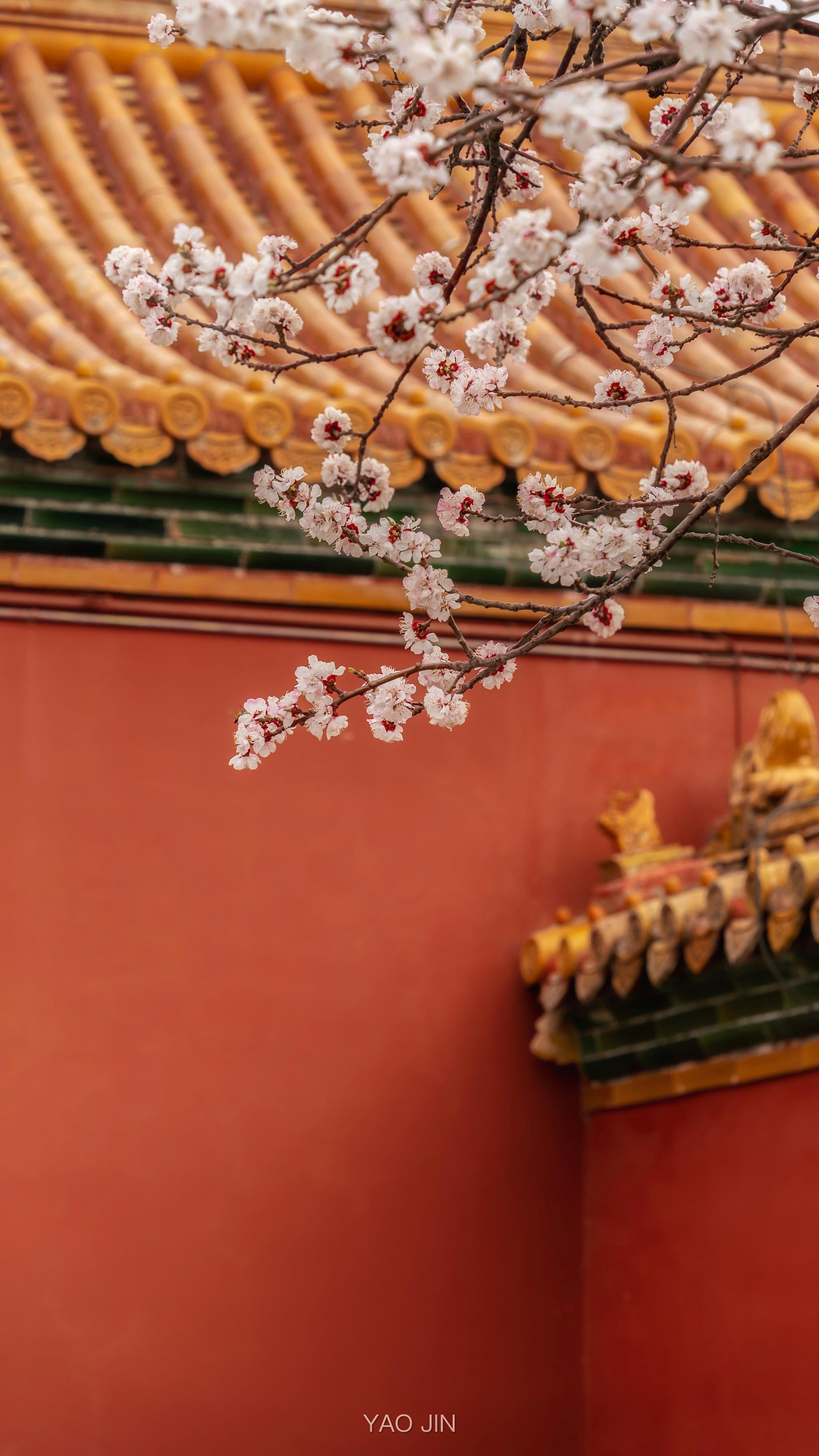 绿杨烟外晓寒轻红杏枝头春意闹杏花61故宫