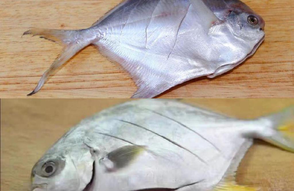 买鲳鱼时,分清银鲳鱼和金鲳鱼,口感区别大,弄懂了再买