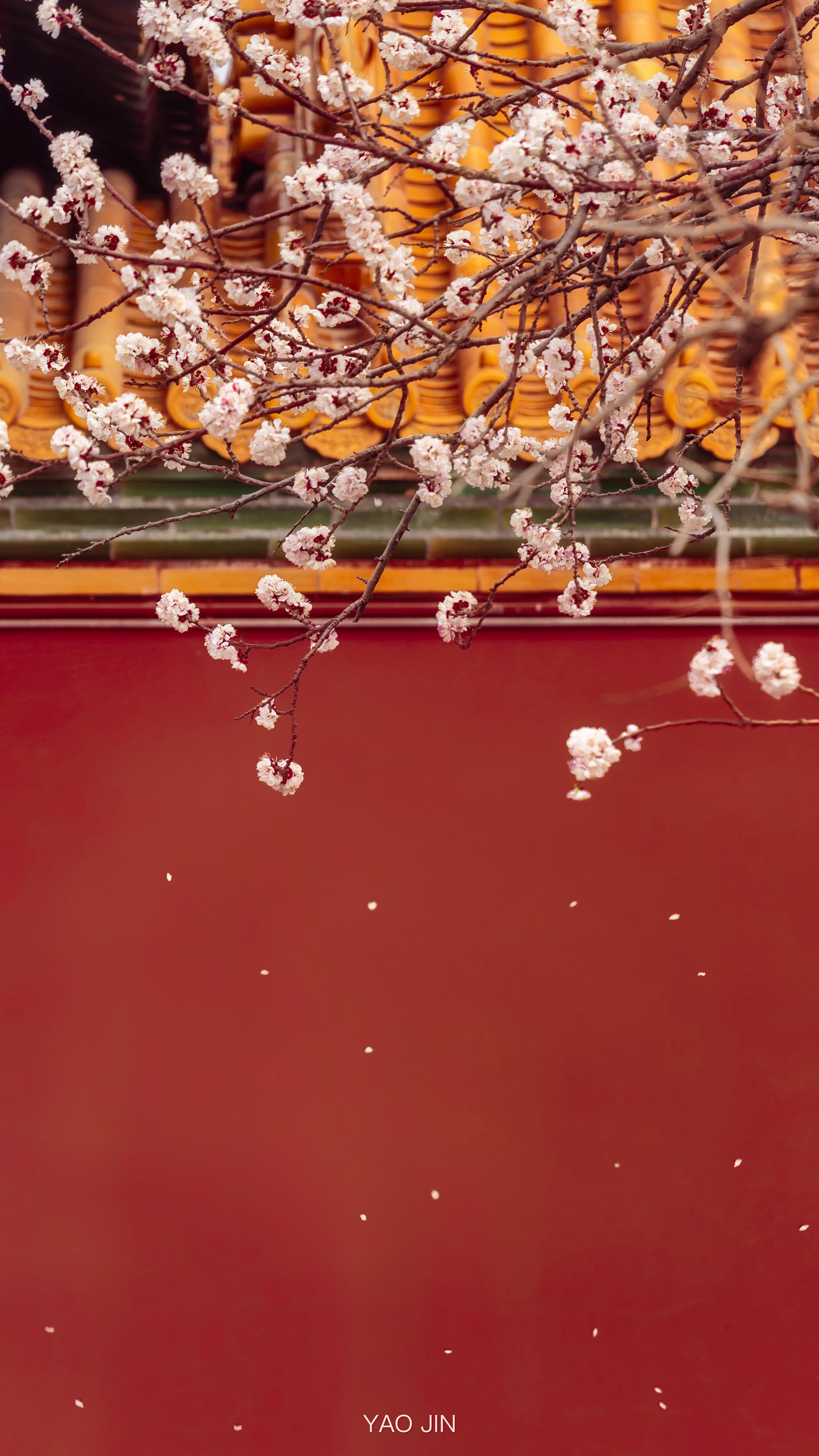 绿杨烟外晓寒轻红杏枝头春意闹杏花61故宫