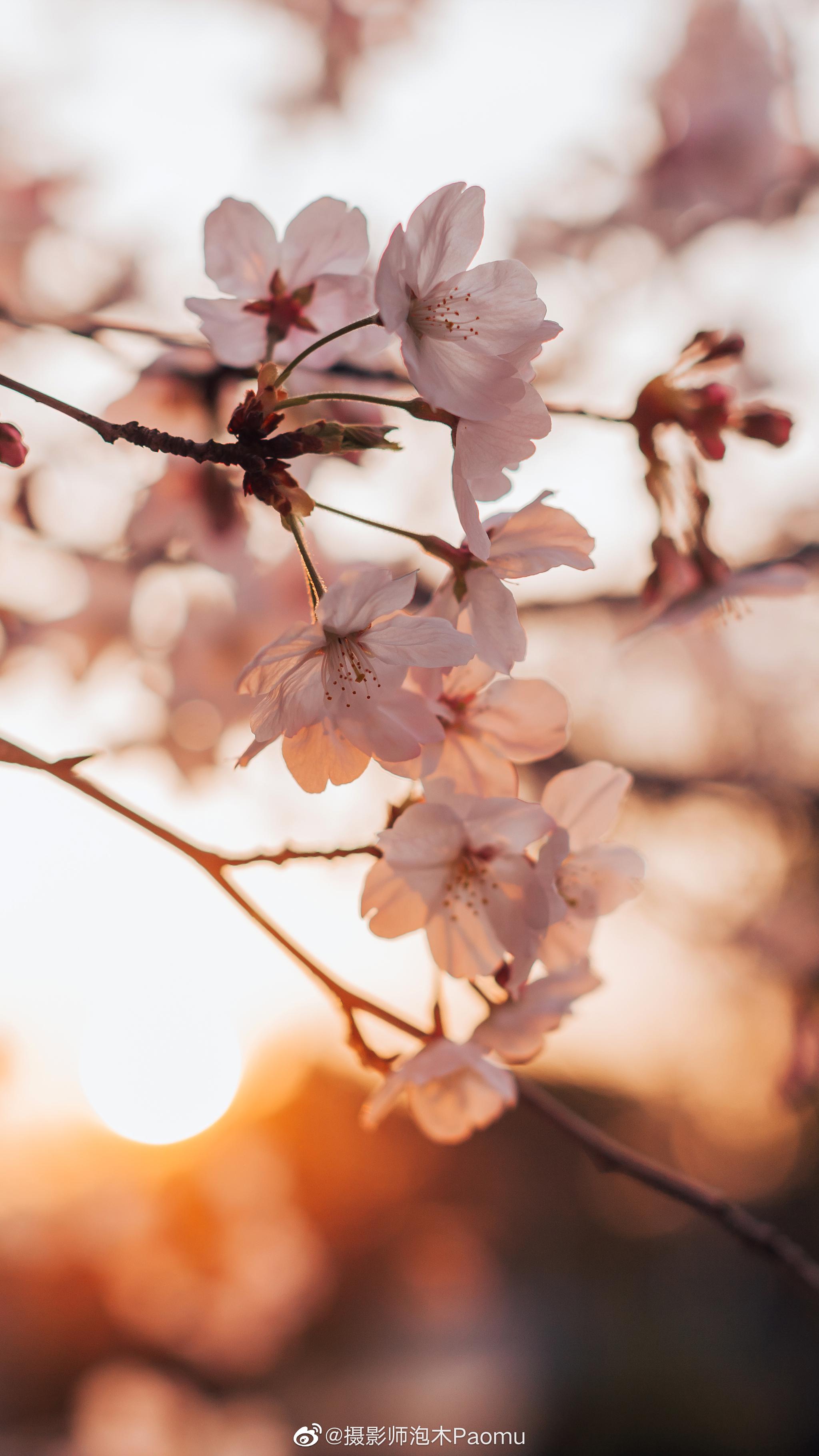 夕阳下盛开的樱花