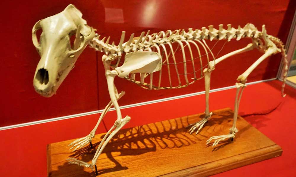 动物园贴出广告,向捕猎者购买新的袋狼,但无济于事.