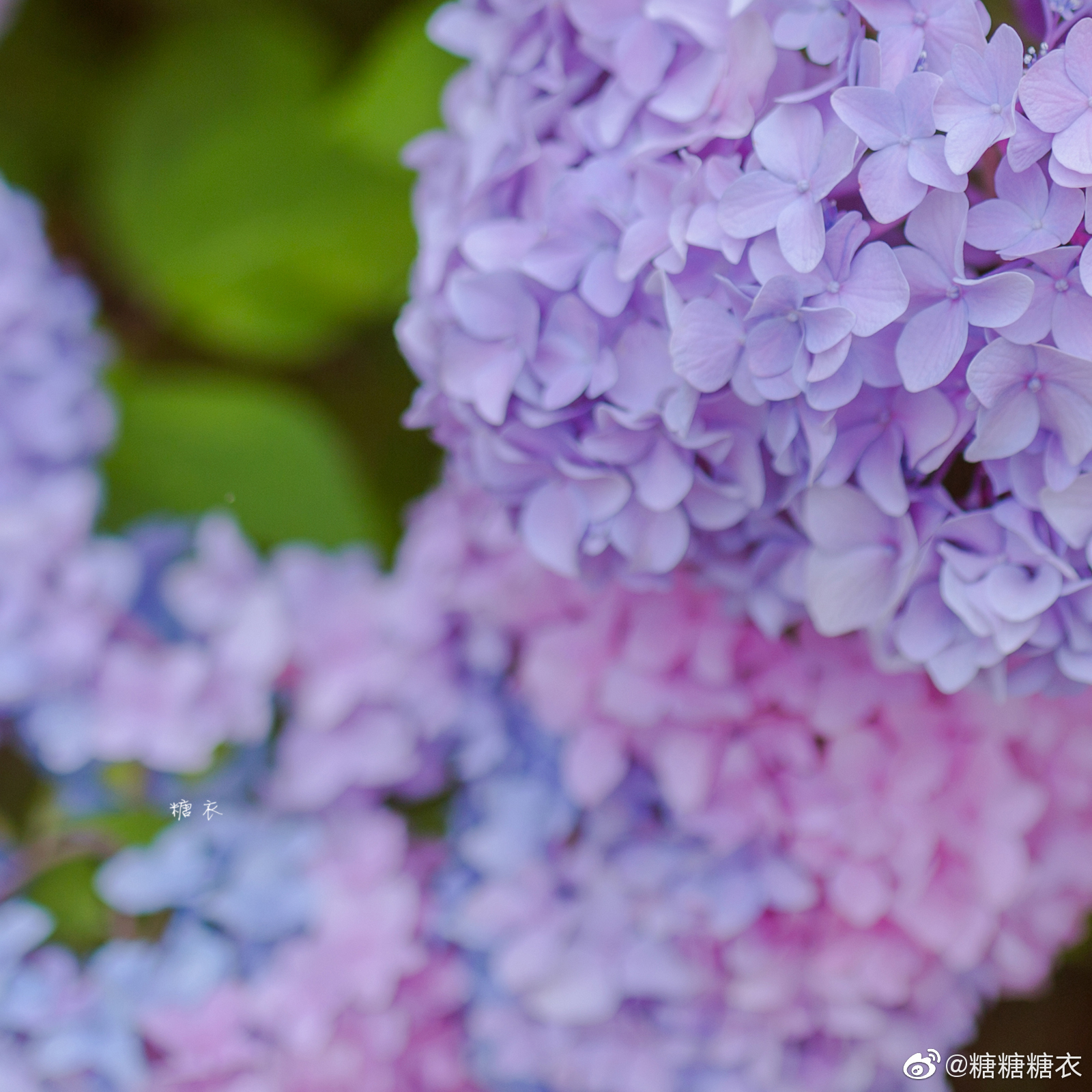 去年夏天仙台北山资福寺的紫阳花 去年夏天仙台北山资福寺的紫阳花
