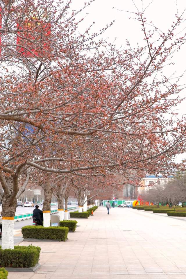 刚刚潍坊人民广场的樱花开了
