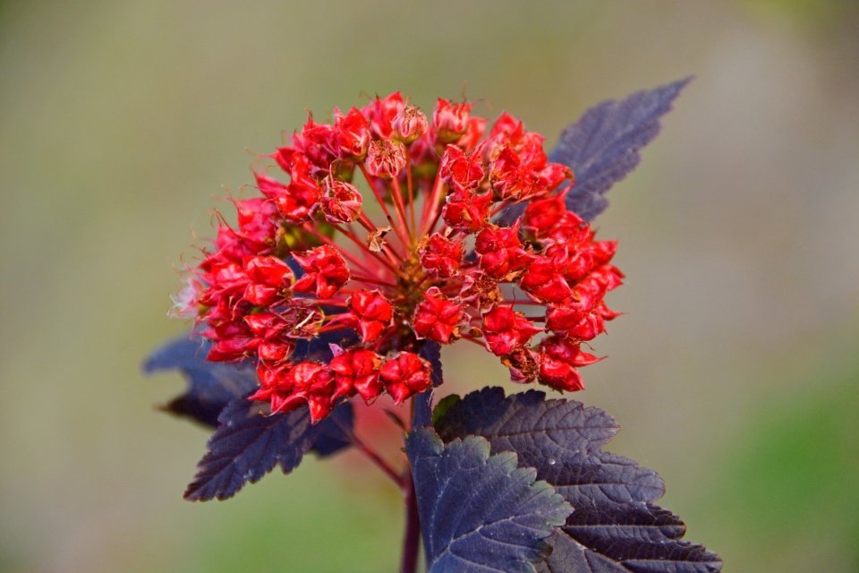 紫叶风箱果红色果实原创拍摄