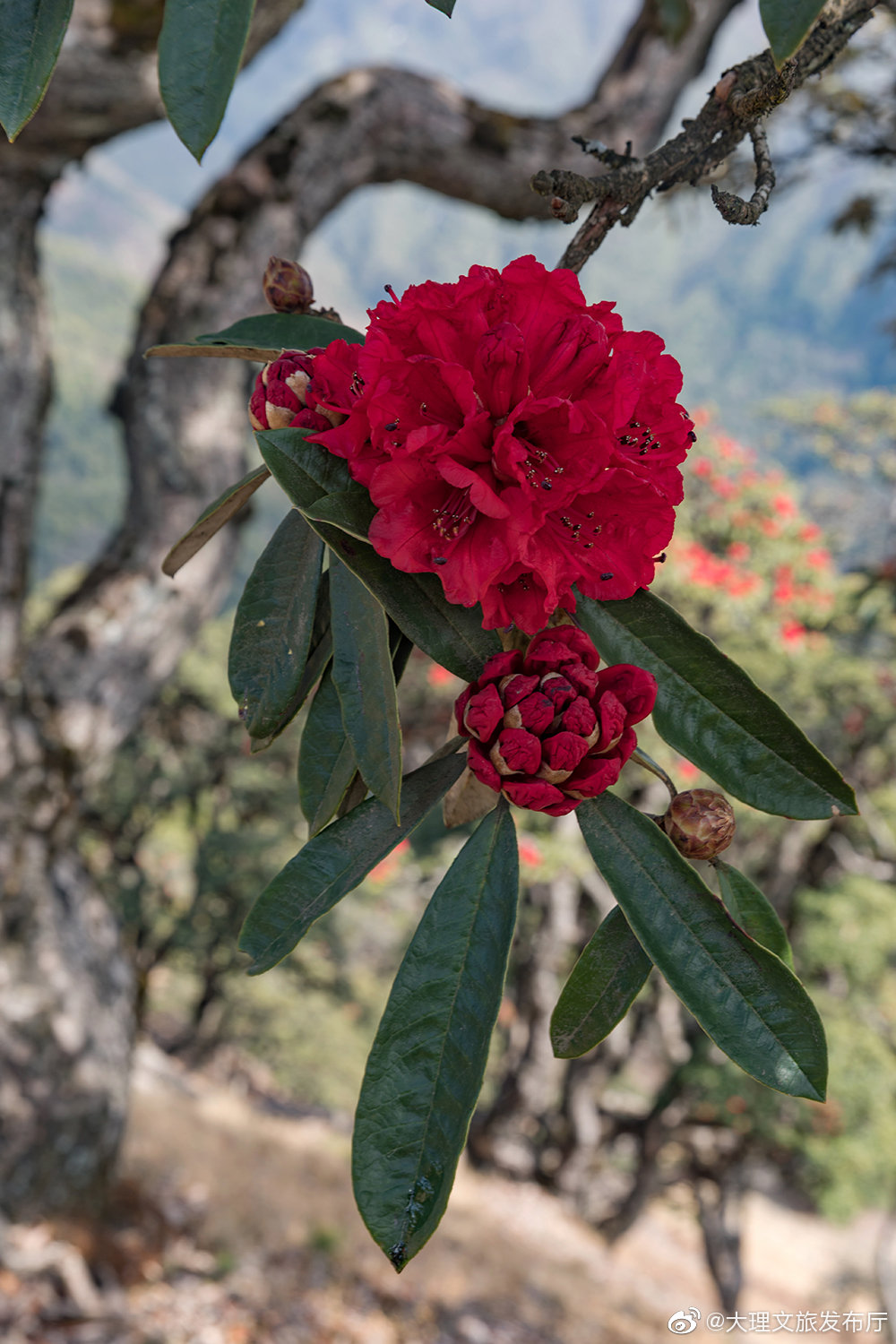 三月的大理,位于大理州漾濞县的苍山西坡,似血杜鹃开得如火如荼