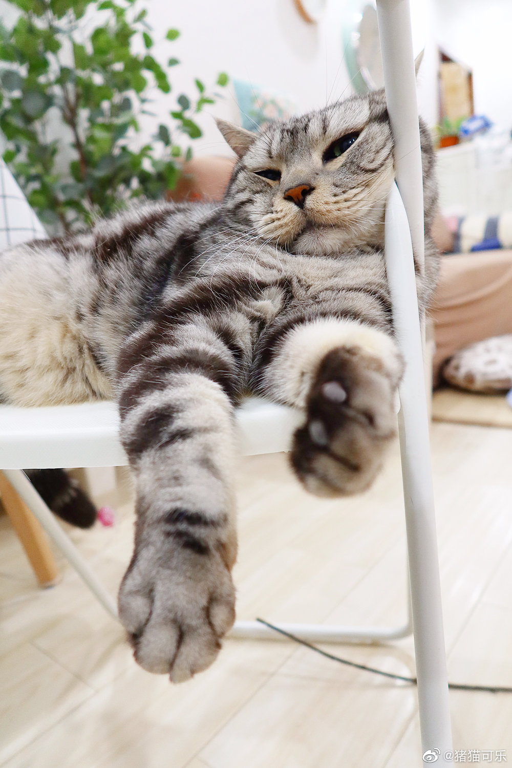 小茶丸刚才跳上椅子