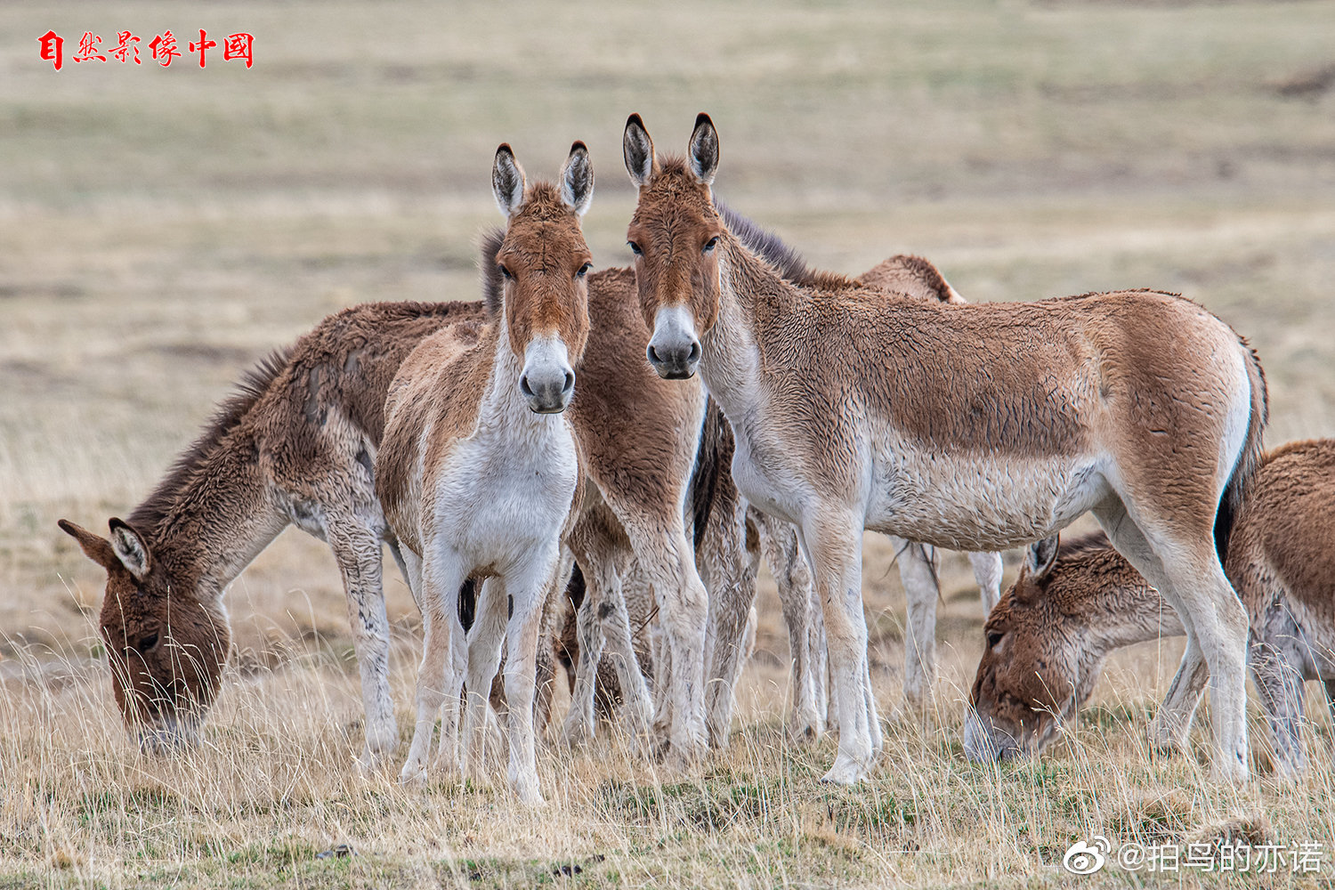 藏野驴(学名:equus kiang),青藏高原特有种,国家一级保护动物_高清