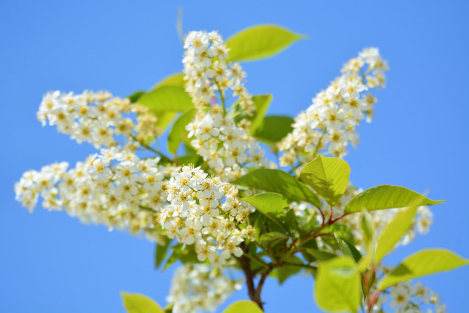 味道非常香的稠李花……_高清图集_新浪网