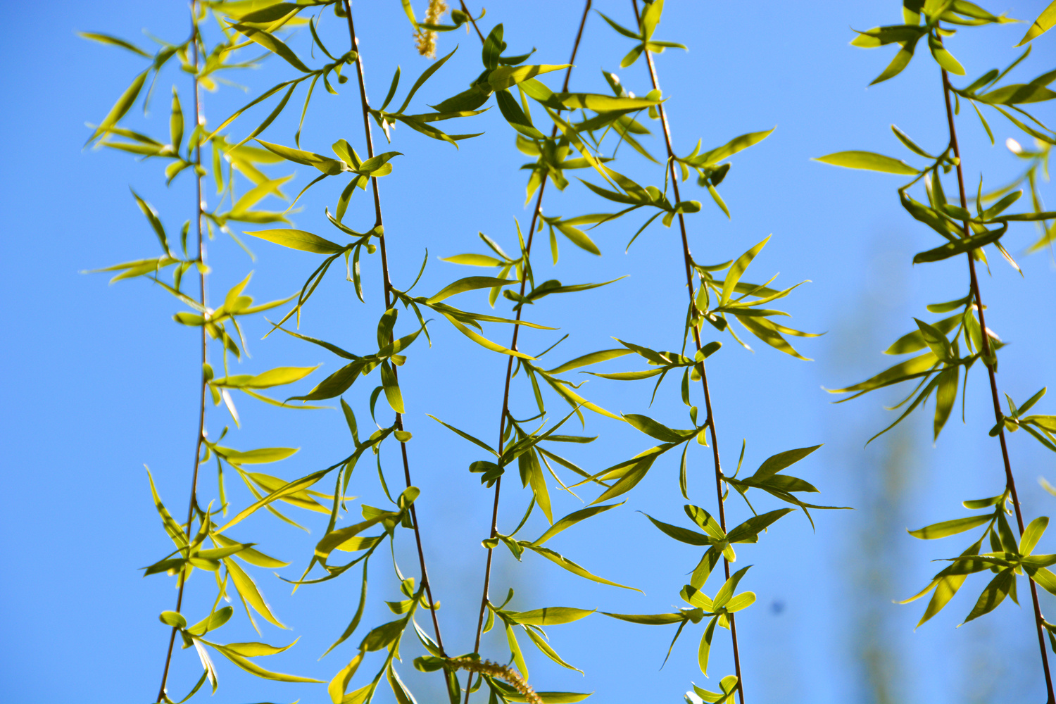 春天的树芽清新淡雅